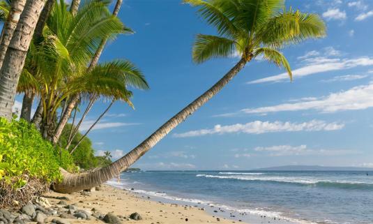 娱乐吃瓜酱椰树,娱乐吃瓜酱椰树，带你领略热带风情